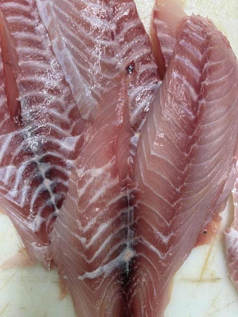 Snapper.