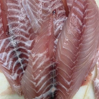 Snapper