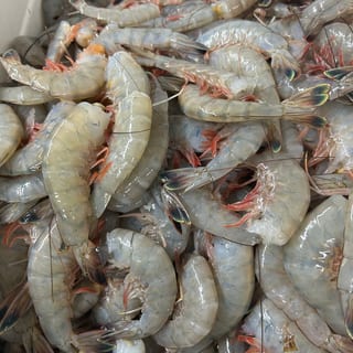 Extra Large Shrimp