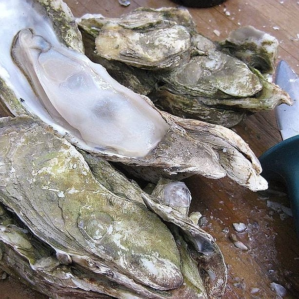 Local Oysters.