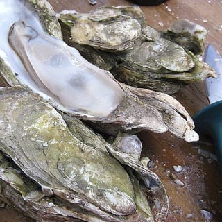 Local Oysters